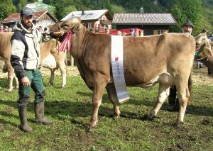 Tagessiegerin Kuh Virginia_ Besitzer Famiolie Scheuber_ Winkel_ Engelberg